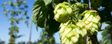 Hmelj (Humulus lupulus)